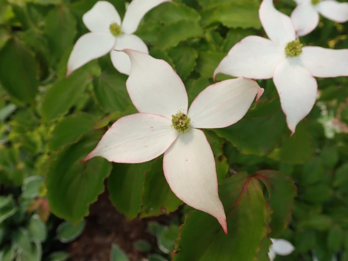 Cornus kousa var. chinensis image