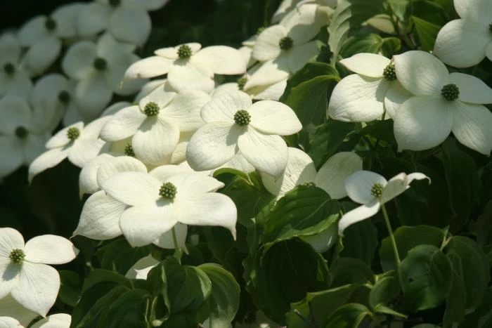 Cornus kousa subsp. kousa image