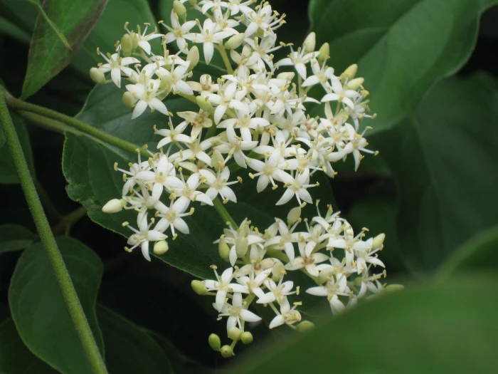 Cornus racemosa image