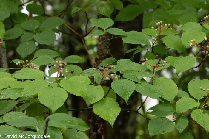 Cornus rugosa image