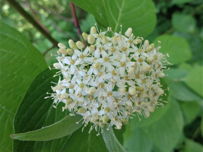 Cornus sericea image