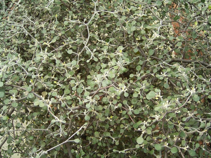 Corokia cotoneaster image