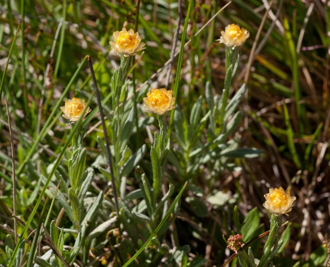 Coronidium monticola image