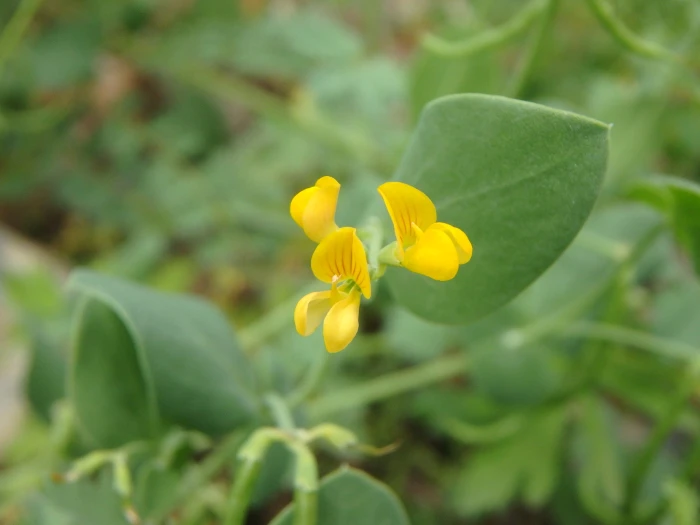 Coronilla scorpioides image