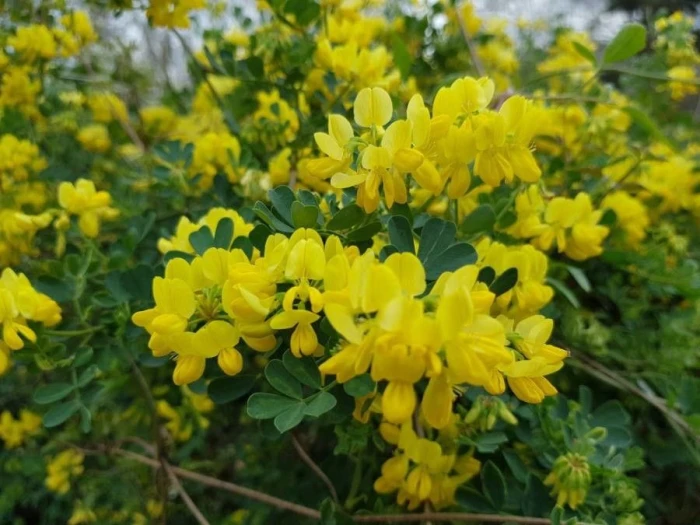 Coronilla valentina image