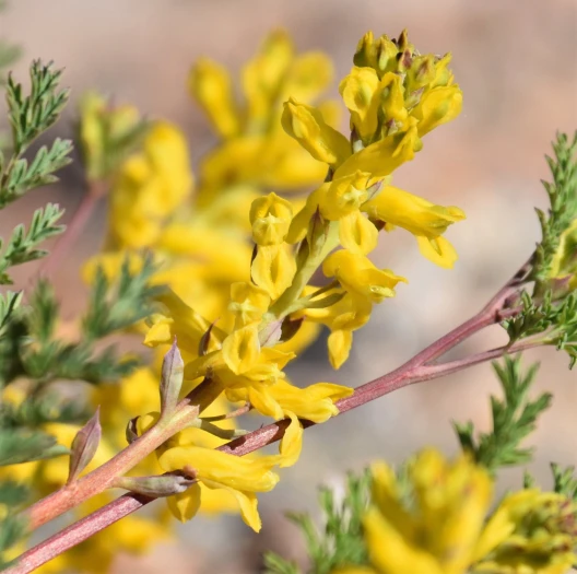Corydalis aurea image