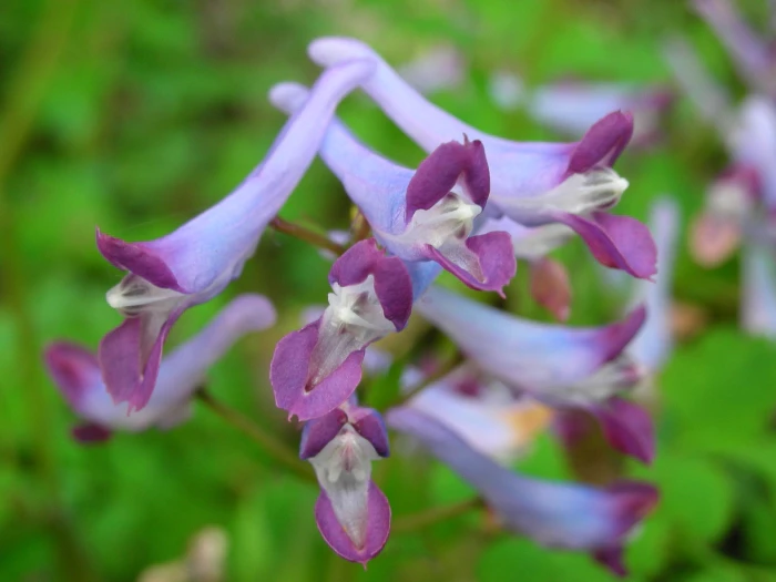 Corydalis incisa image