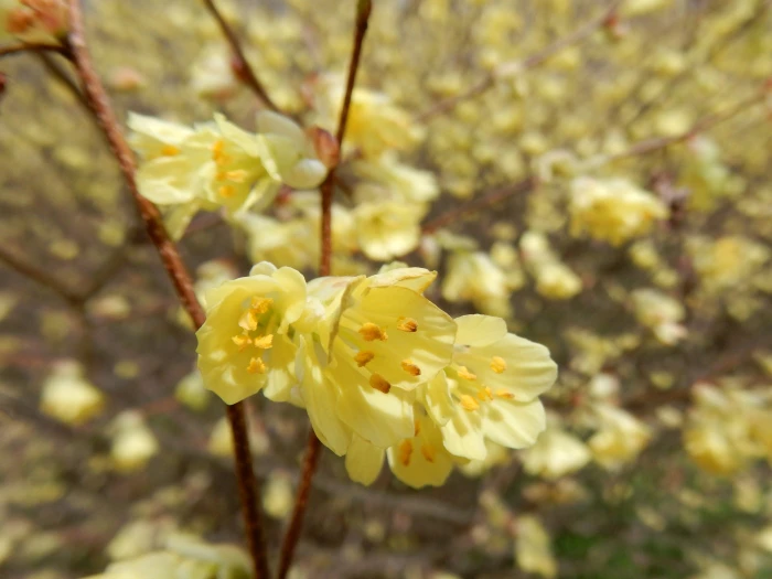 Corylopsis pauciflora image