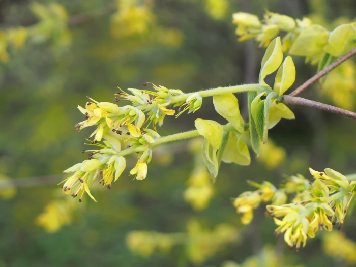 Corylopsis spicata image