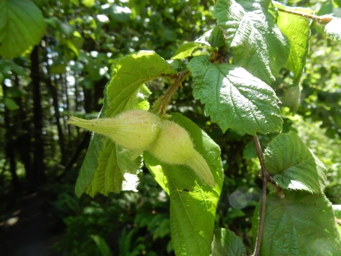 Corylus cornuta var. californica image
