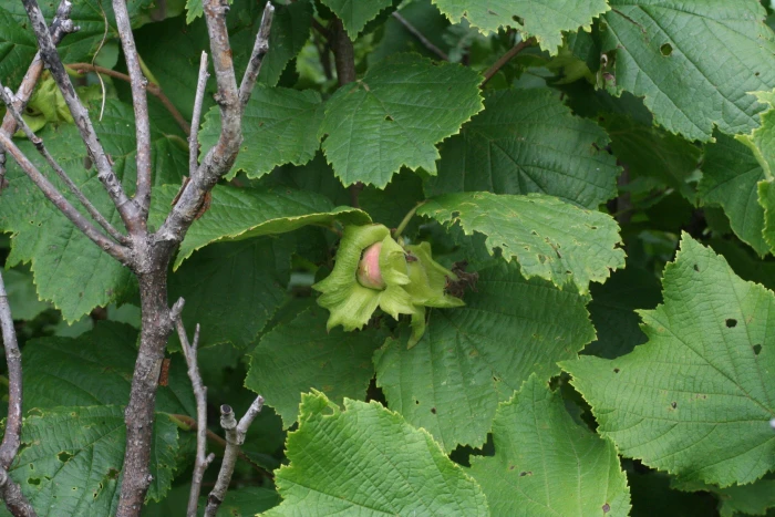 Corylus heterophylla image