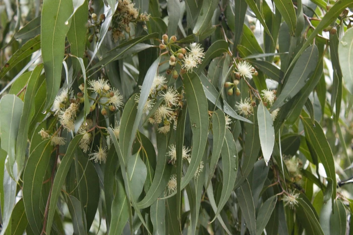 Corymbia maculata image