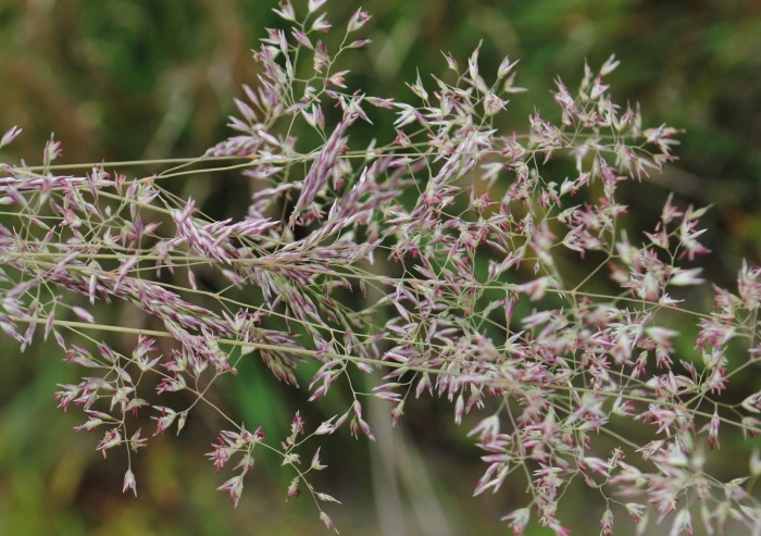 Corynephorus canescens image