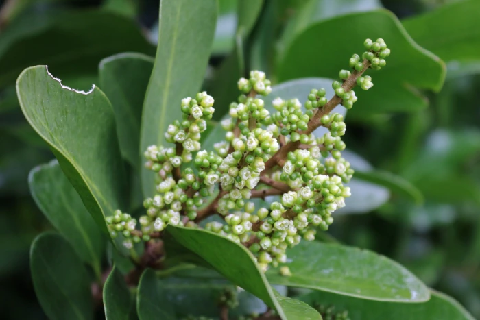 Corynocarpus laevigatus image