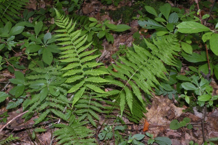 Coryphopteris simulata image