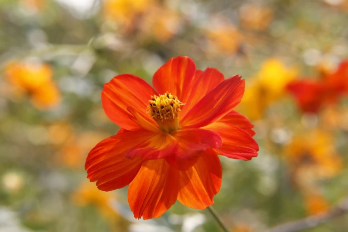 Cosmos sulphureus image