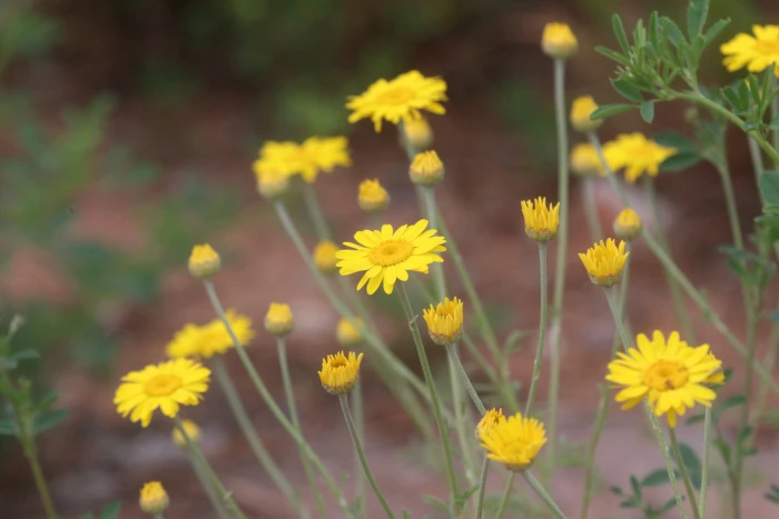 Cota tinctoria image