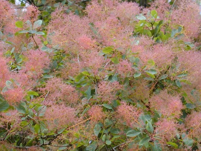 Cotinus coggygria image