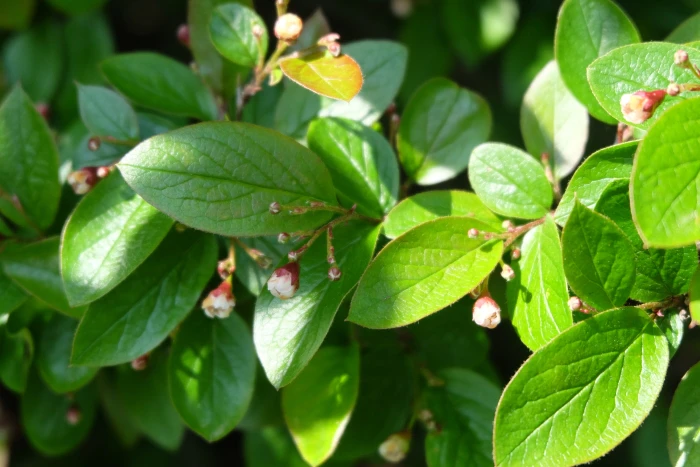 Cotoneaster acutifolius image