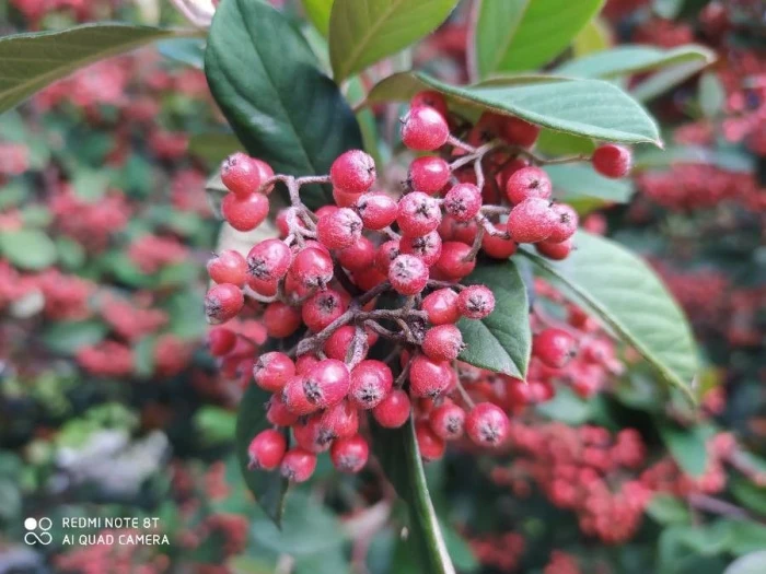 Cotoneaster coriaceus image