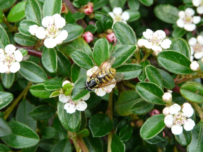 Cotoneaster dammeri image