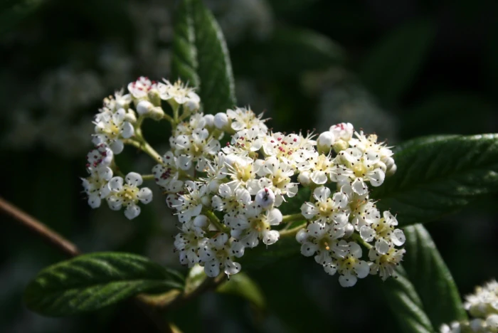 Cotoneaster salicifolius image