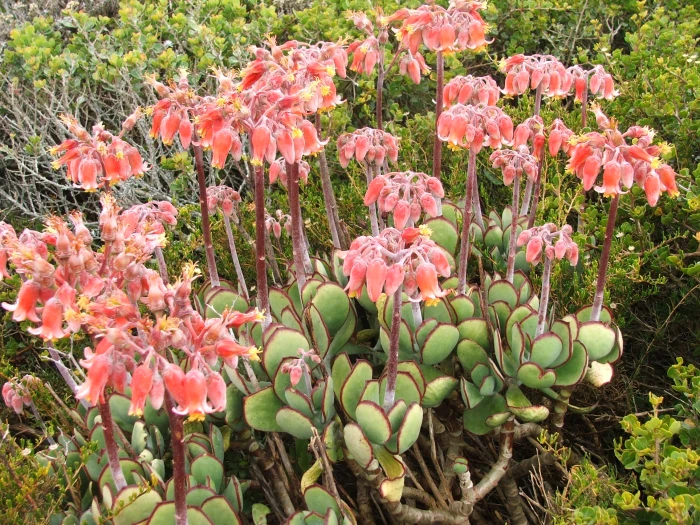 Cotyledon orbiculata image