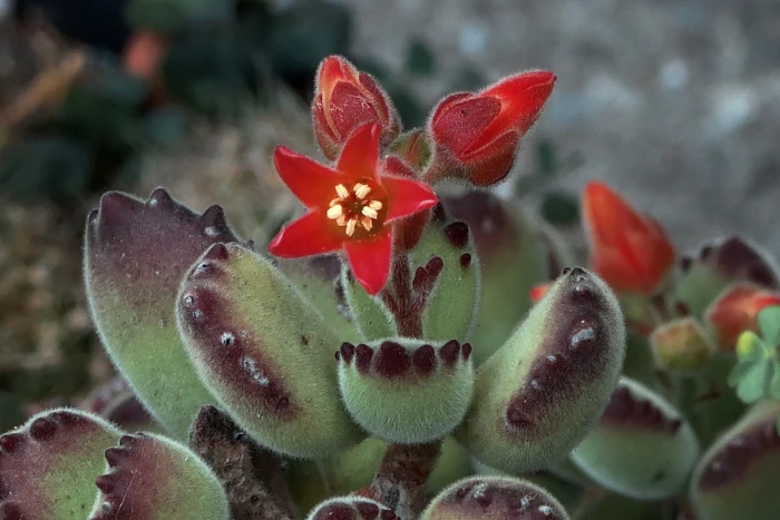 Cotyledon tomentosa image