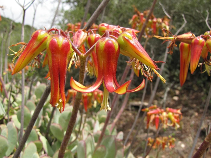 Cotyledon velutina image