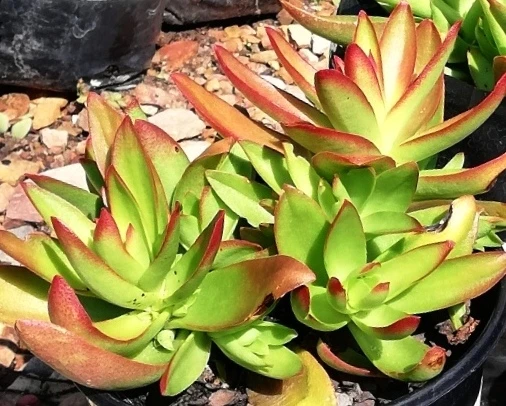 Crassula capitella image