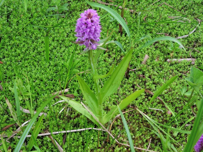 Crassula helmsii image