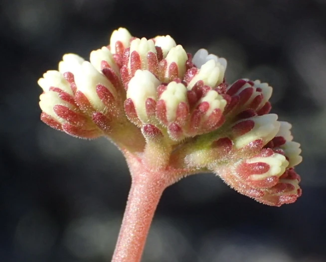 Crassula pubescens image
