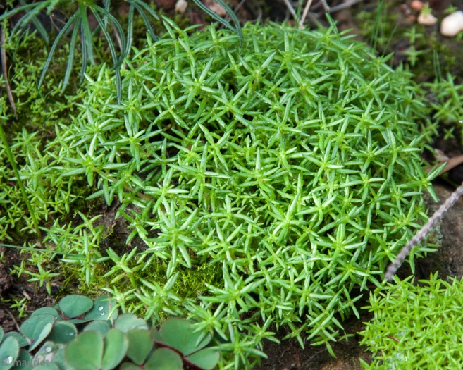 Crassula thunbergiana image