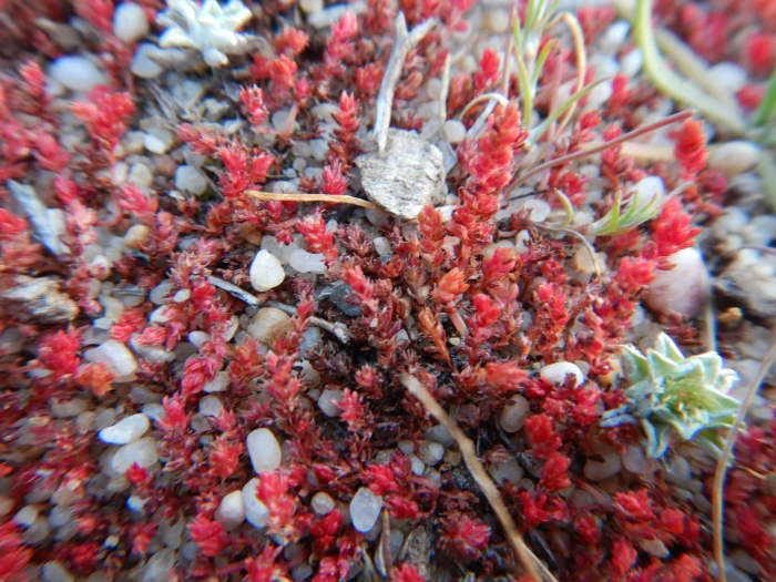 Crassula tillaea image