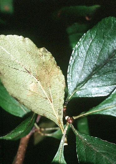 Crataegus aestivalis image