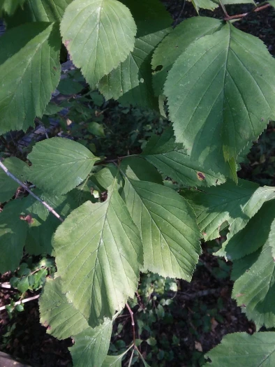 Crataegus calpodendron image