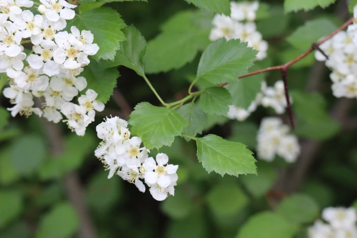 Crataegus coccinea image