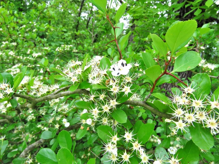 Crataegus crus-galli image