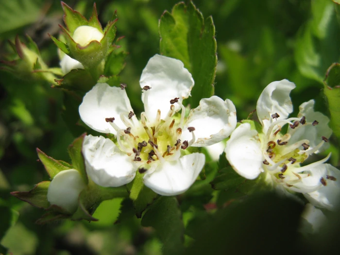 Crataegus cuneata image
