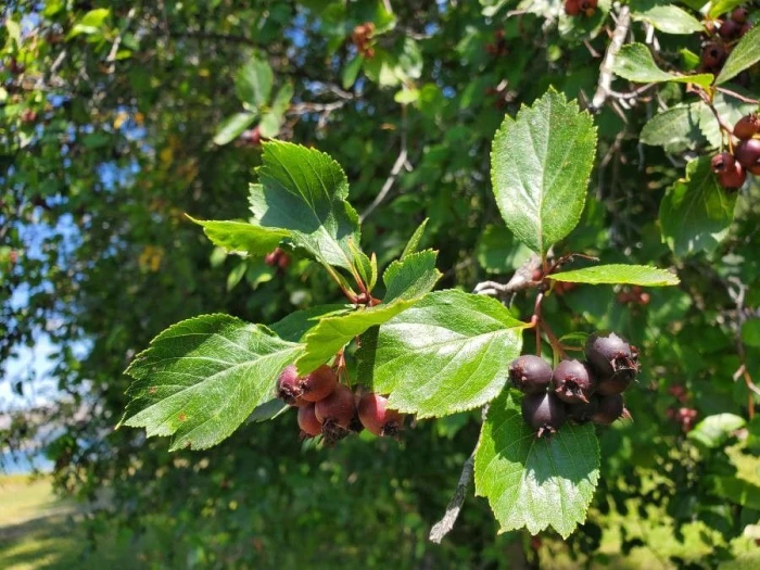 Crataegus douglasii image