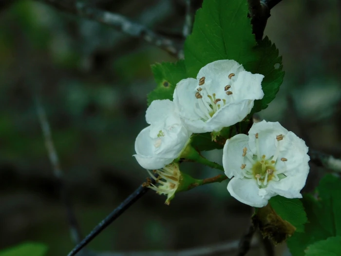 Crataegus flava image