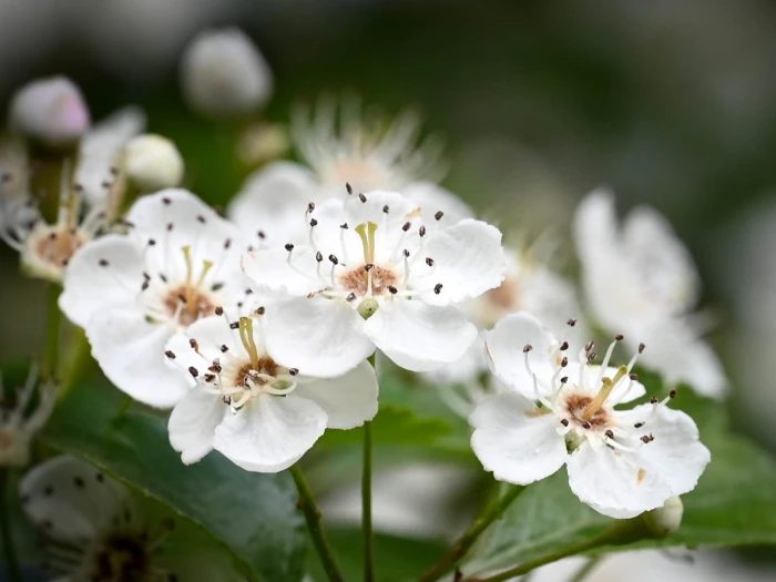 Crataegus laevigata image