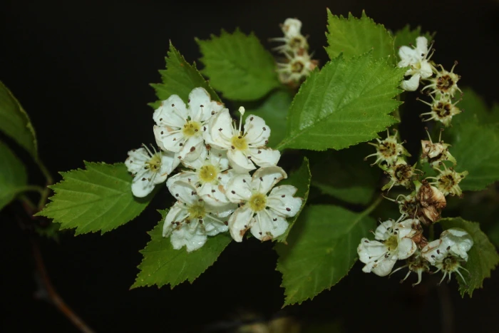 Crataegus macracantha image