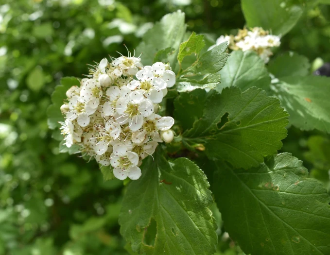 Crataegus maximowiczii image