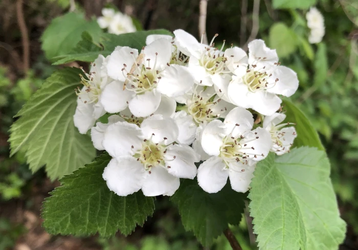 Crataegus mollis image