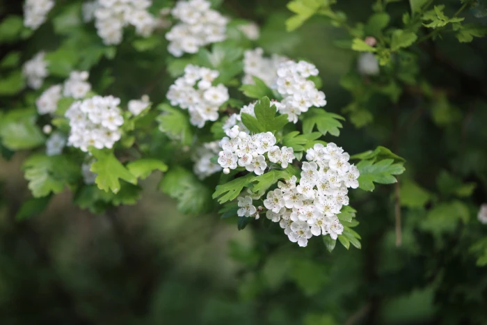 Crataegus monogyna image