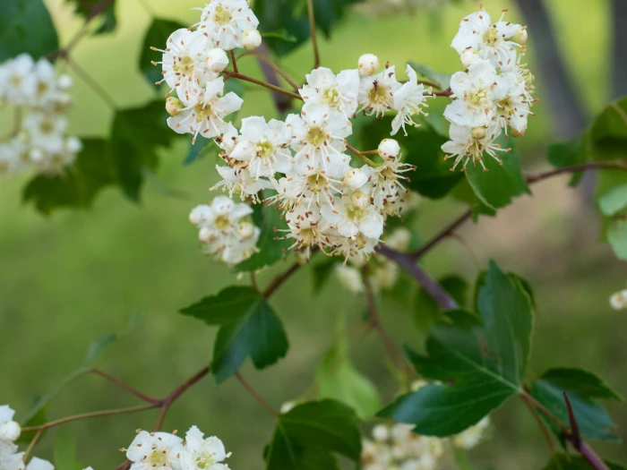 Crataegus phaenopyrum image
