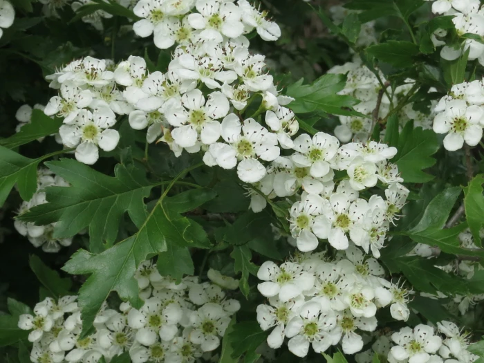 Crataegus pinnatifida image