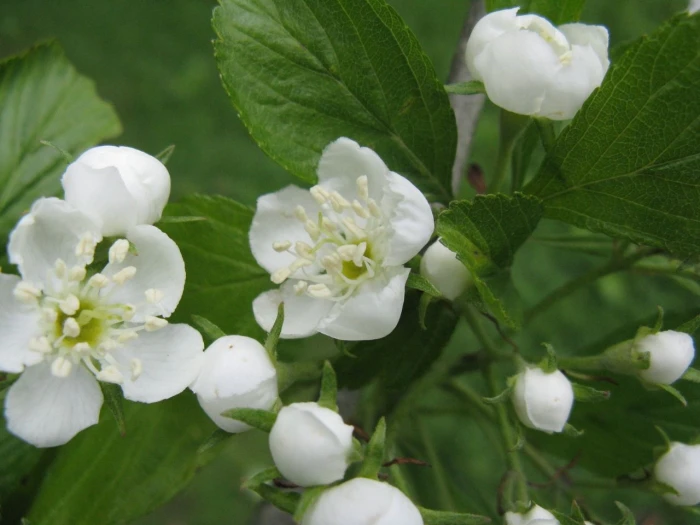 Crataegus punctata image