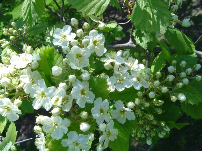 Crataegus submollis image